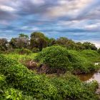 Pantanal: Ein bedrohtes Eden