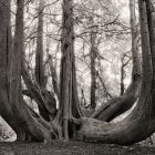 Die unsterblichen Bäume