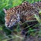 Pantanal: Ein bedrohtes Eden